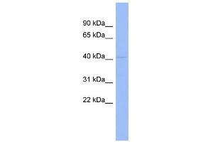 WB Suggested Anti-RG9MTD1 Antibody Titration:  0. (RG9MTD1 antibody  (Middle Region))