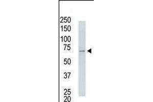 Antibody is used in Western blot to detect USP2 in USP2-transfected HeLa cell lysates.