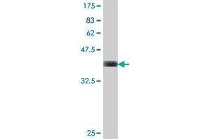 Western Blot detection against Immunogen (36. (PITPNB antibody  (AA 181-271))
