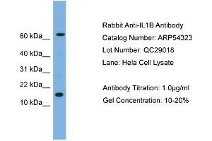 WB Suggested Anti-IL1B  Antibody Titration: 0. (IL-1 beta antibody  (N-Term))