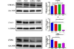 The protein expression of the three caseins (CSN1S1, CSN2, and CSN3). (CSN3 antibody  (AA 111-170))