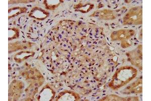 IHC image of ABIN7170440 diluted at 1:200 and staining in paraffin-embedded human kidney tissue performed on a Leica BondTM system. (SPTBN1 antibody  (AA 2096-2256))