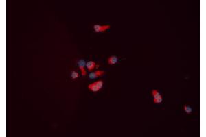 ABIN6276063 staining HEPG2 cells by ICC/IF. (NPY5R antibody  (Internal Region))