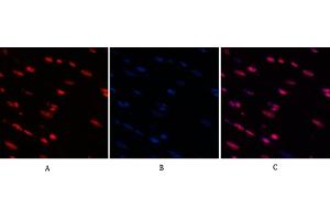Immunofluorescence analysis of rat heart tissue. (Histone 3 antibody  (acLys9))
