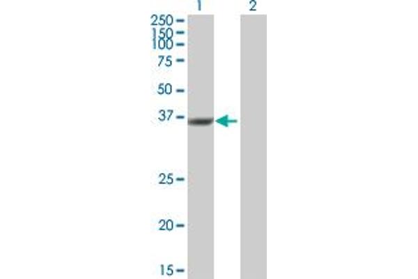 DUSP12 anticorps  (AA 1-340)