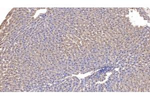 Detection of APOA1 in Rabbit Liver Tissue using Monoclonal Antibody to Apolipoprotein A1 (APOA1) (APOA1 antibody  (AA 25-265))