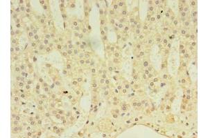 Immunohistochemistry of paraffin-embedded human adrenal gland tissue using ABIN7143044 at dilution of 1:100