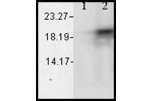 Western blot analysis of Alpha B Crystallin showing its absolte specificity. (CRYAB ELISA Kit)