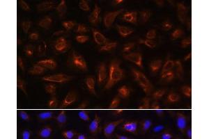 Immunofluorescence analysis of U-2 OS cells using ARL13B Polyclonal Antibody at dilution of 1:100. (ARL13B antibody)