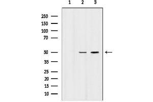 anti-5-Hydroxytryptamine (serotonin) Receptor 3 Family Member D (HTR3D) antibody