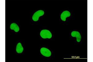 Immunofluorescence of monoclonal antibody to HDGFRP3 on HeLa cell. (HDGFRP3 antibody  (AA 1-203))