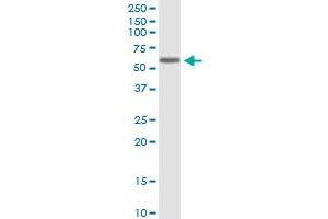 KCNA1 MaxPab polyclonal antibody. (KCNA1 antibody  (AA 1-495))