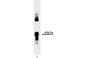 Western Blotting (WB) image for anti-Myogenic Differentiation 1 (MYOD1) antibody (ABIN967403) (MYOD1 antibody)