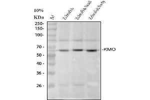 Western blot analysis of Kmo using anti-Kmo antibody (ABIN7603708).