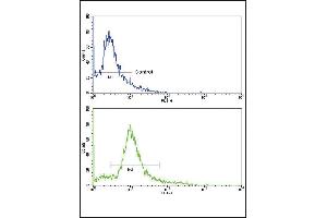 Flow cytometric analysis of hela cells using HMGCS1 Antibody (C-term)(bottom histogram) compared to a negative control cell (top histogram). (HMGCS1 antibody  (C-Term))