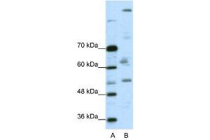 WB Suggested Anti-PEG3  Antibody Titration: 0. (PEG3 antibody  (C-Term))