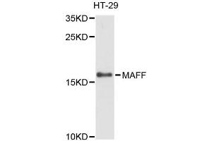 Western blot analysis of extracts of HT-29 cells, using MAFF antibody (ABIN6293093) at 1:3000 dilution. (MafF antibody)