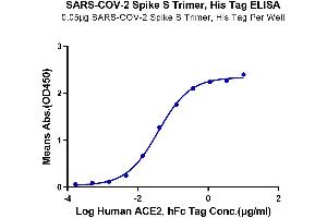 Immobilized SARS-COV-2 Spike S Trimer at 0. (SARS-CoV-2 Spike Protein (Trimer) (His-Avi Tag))