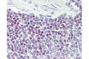 Anti-ELF1 antibody IHC of human spleen. (ELF1 antibody  (AA 142-191))