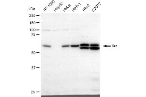 Western blotting analysis using Src antibody (ABIN7800053). (Recombinant Src antibody)