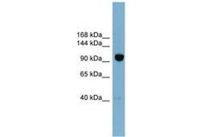 Image no. 1 for anti-Oxysterol Binding Protein-Like 8 (OSBPL8) (AA 755-804) antibody (ABIN6743303) (OSBPL8 antibody  (AA 755-804))