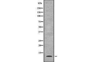 Western blot analysis SPT4H using 293 whole cell lysates (SUPT4H antibody  (C-Term))