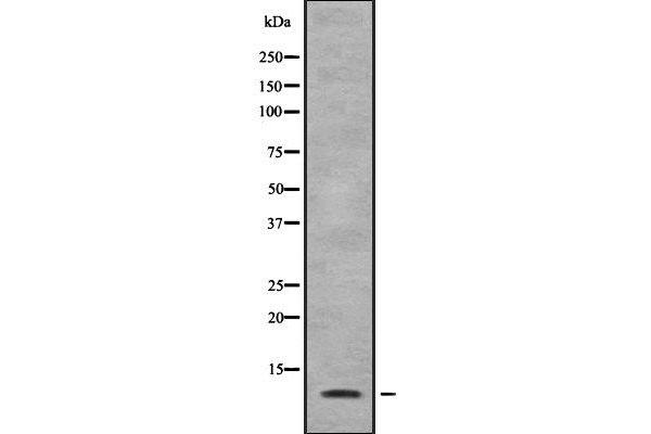 SUPT4H 抗体  (C-Term)