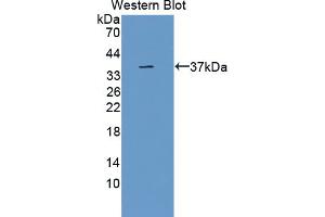 Figure. (SRPK3 antibody  (AA 220-506))