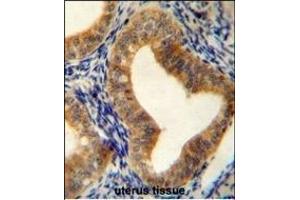 AHCY Antibody (N-term) (ABIN655151 and ABIN2844771) immunohistochemistry analysis in formalin fixed and paraffin embedded human uterus tissue followed by peroxidase conjugation of the secondary antibody and DAB staining. (AHCY antibody  (N-Term))