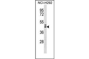 Western blot analysis of Motilin receptor Antibody (C-term) in NCI-H292 cell line lysates (35ug/lane). (Motilin Receptor antibody  (C-Term))
