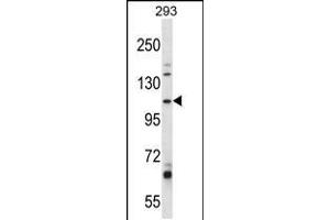 Western blot analysis in 293 cell line lysates (35ug/lane). (B4GALNT3 antibody  (AA 555-584))