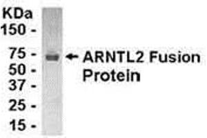 Western Blotting (WB) image for anti-Aryl Hydrocarbon Receptor Nuclear Translocator-Like 2 (ARNTL2) (AA 8-100) antibody (ABIN2468187) (ARNTL2 antibody  (AA 8-100))