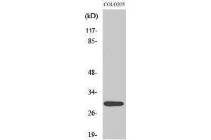 Western Blotting (WB) image for anti-Mitochondrial Ribosomal Protein L9 (MRPL9) (C-Term) antibody (ABIN3176122) (MRPL9 antibody  (C-Term))