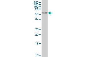 FAAH monoclonal antibody (M01), clone 2G8. (FAAH antibody  (AA 480-579))