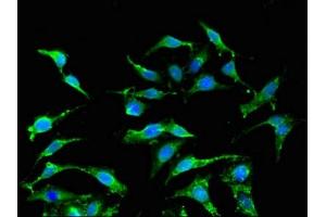 Immunofluorescent analysis of Hela cells using ABIN7156561 at dilution of 1:100 (IFNA2 antibody  (AA 24-188))
