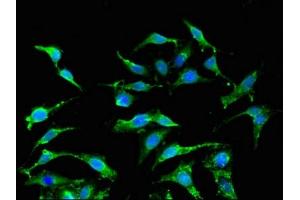 Immunofluorescent analysis of Hela cells using ABIN7156561 at dilution of 1:100 (IFNA2 antibody  (AA 24-188))