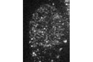 Immunofluorescence (IF) image for anti-Chromobox Homolog 1 (CBX1) (AA 176-185) antibody (ABIN2452034) (CBX1 antibody  (AA 176-185))