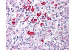 Anti-BACE1 antibody IHC of human pancreas. (BACE1 antibody  (Internal Region))