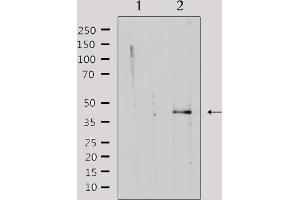 Western blot analysis of extracts from rat muscle, using KAPCG Antibody.