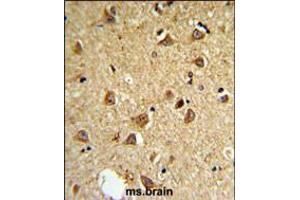 DIO2 Antibody IHC analysis in formalin fixed and paraffin embedded mouse brain followed by peroxidase conjugation of the secondary antibody and DAB staining. (DIO2 antibody  (AA 165-191))
