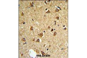 DIO2 Antibody IHC analysis in formalin fixed and paraffin embedded mouse brain followed by peroxidase conjugation of the secondary antibody and DAB staining.