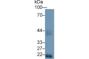 Western blot analysis of Mouse Testis lysate, using Mouse HEXa Antibody (1 µg/ml) and HRP-conjugated Goat Anti-Rabbit antibody ( (Hexosaminidase A antibody  (AA 319-528))