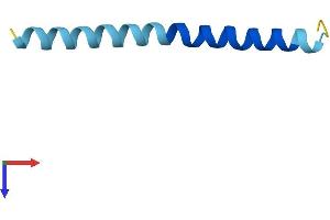 Peroxisomal, Testis Specific 1 (PXT1) (AA 1-51) protein (Fc Tag)