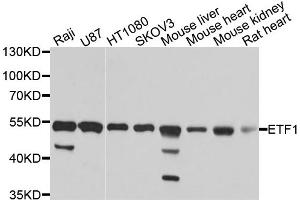 Western blot analysis of extracts of various cell lines, using ETF1 antibody.