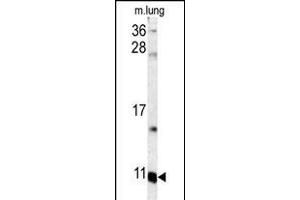 Western blot analysis of S100A6 antibody (C-term) (ABIN391522 and ABIN2841482) in mouse lung tissue lysates (35 μg/lane). (S100A6 antibody  (C-Term))