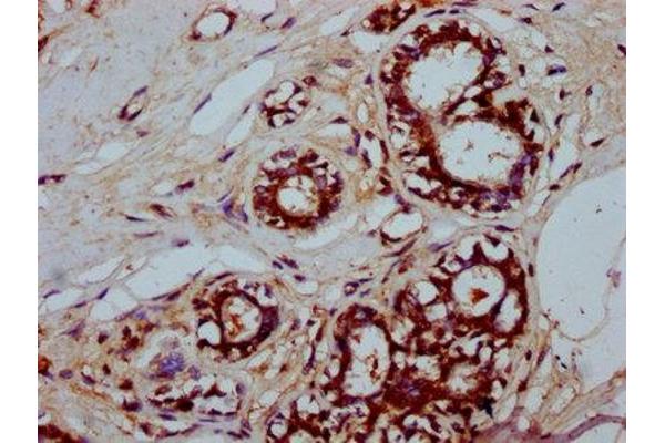 SFR1 antibody  (AA 5-93)