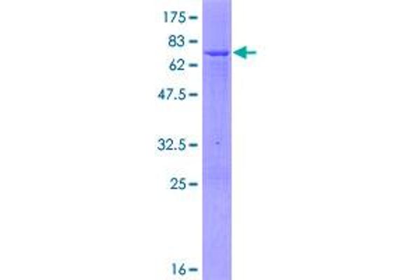 PCYT1A Protein (AA 1-367) (GST tag)