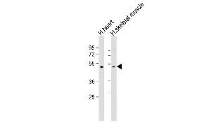 All lanes : Anti-TRIM55 Antibody (Center) at 1:2000 dilution Lane 1: human heart lysate Lane 2: human skeletal muscle lysate Lysates/proteins at 20 μg per lane. (TRIM55 antibody  (AA 216-250))