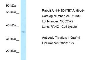 Western Blotting (WB) image for anti-Hydroxysteroid (17-Beta) Dehydrogenase 7 (HSD17B7) (Middle Region) antibody (ABIN2788922) (HSD17B7 antibody  (Middle Region))