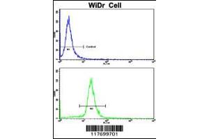 Flow cytometric analysis of WiDr cells using AXL Antibody(bottom histogram) compared to a negative control cell (top histogram). (AXL antibody)
